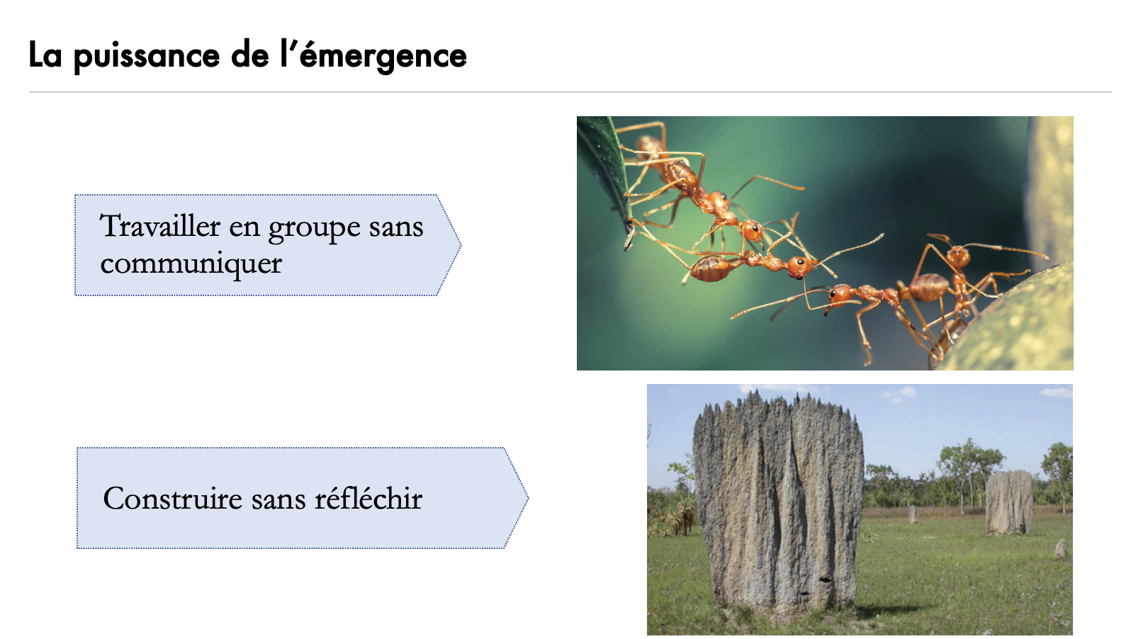 La nature émergente slide 3